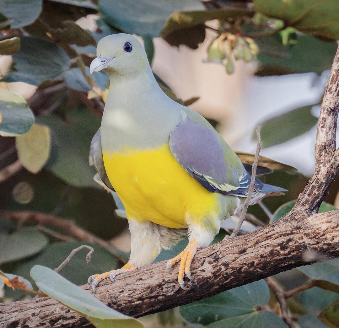 image Bruce's Green-Pigeon
